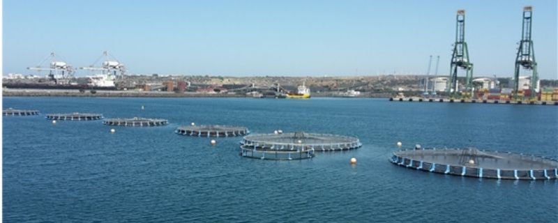 Sines aquaculture operation starts using Aquasafe forecasting service